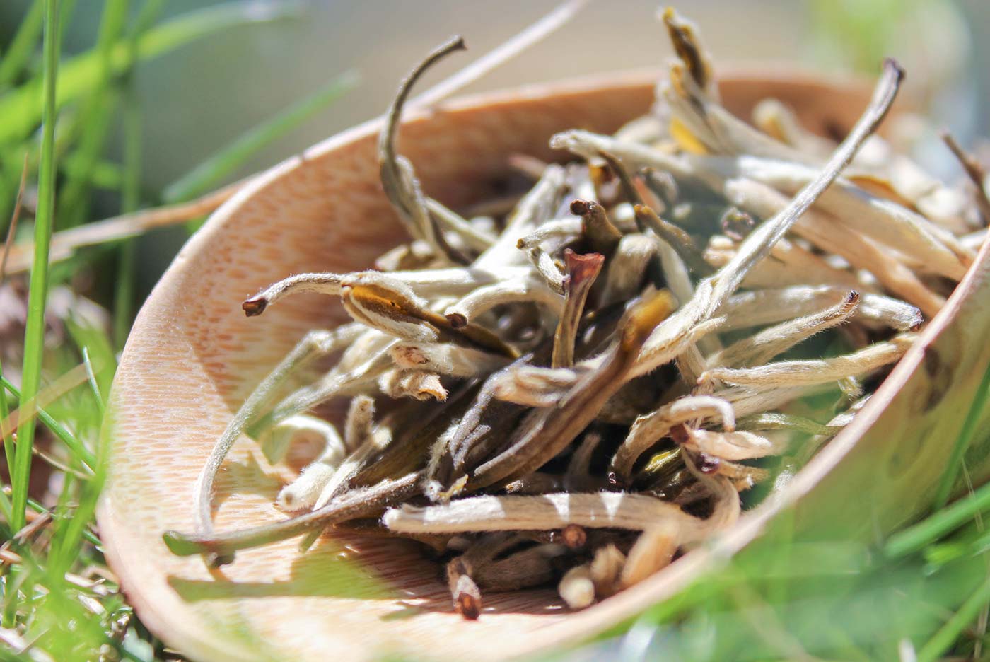 Jasmine Yunnan White Tea (1 oz loose) - Click Image to Close